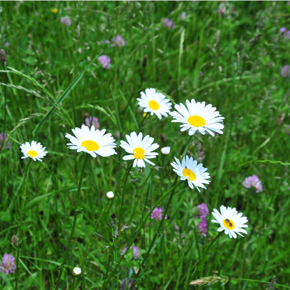 OXEYE DAISY